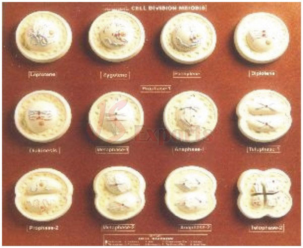 ANIMAL CELL DIVISION MEIOSIS